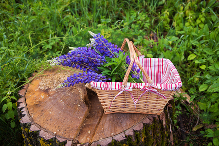 Beautiful purple lupines collected in a basket, picnic in the forest.の写真素材