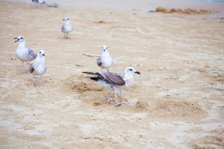 Gulls on the beautiful sandy beaches of Bulgaria Nessebarの写真素材