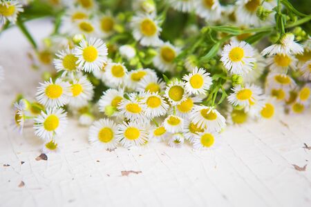 Beautiful white daisies lie on an old wooden white tableの写真素材