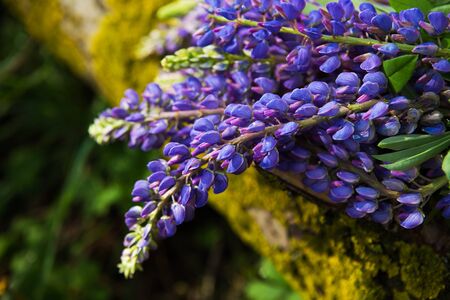 beautiful purple lupines bloom in the forest in summer, close-upの写真素材