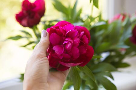girl holds her hand a beautiful bud of pink peoniesの写真素材