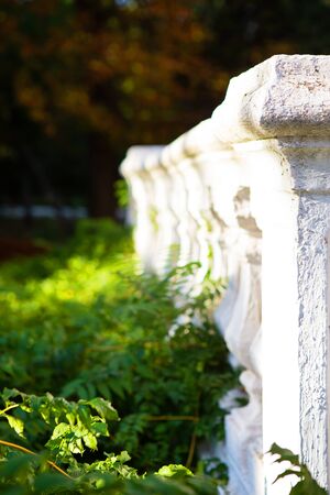 Old white columns overgrown with green plantsの写真素材