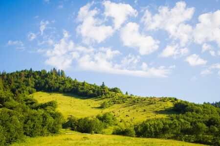 beautiful summer landscape in the Carpathian mountains. Ukraineの写真素材