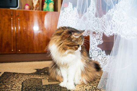 Wedding cat near the beautiful bridesmaid dressesの写真素材