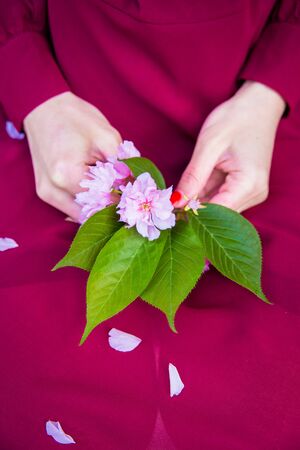 girl in a red dress holding sakura in handsの写真素材