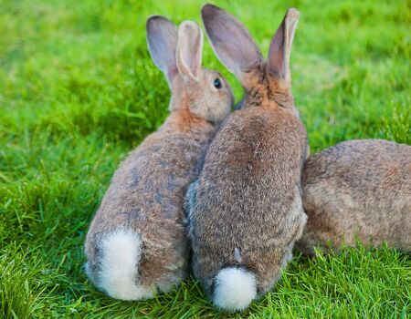 two bunny sitting in green grass rear viewの写真素材