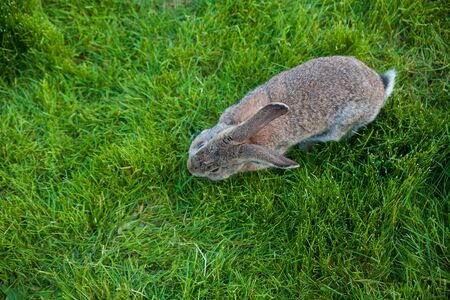 One rabbit eats grass in the garden view from aboveの写真素材
