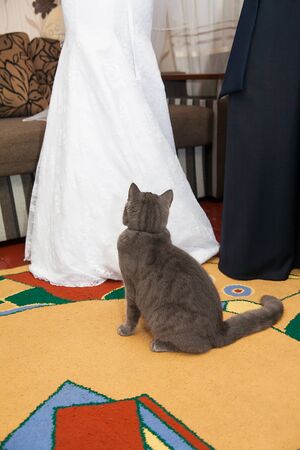 wedding, beautiful gray cat looking at the brideの写真素材