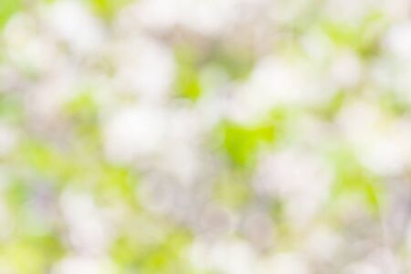 Natural Bokeh, blurred light bokeh. sunlight backgroundの写真素材