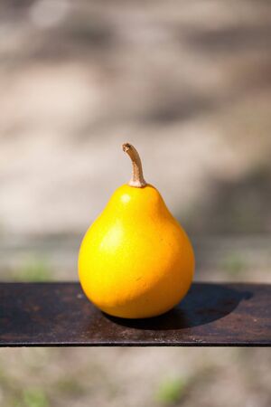 small pumpkin on a metal plate. vegetableの写真素材