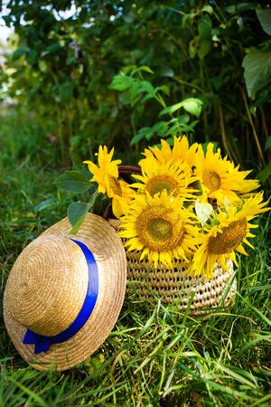 Hat, a bouquet of sunflowers lies in a straw bag on the green grass. Close-up.の写真素材