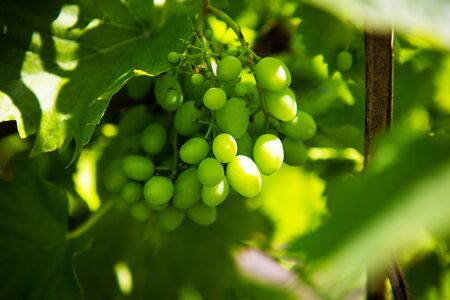 Grono of green grapes in the vineyard, closeup.の写真素材