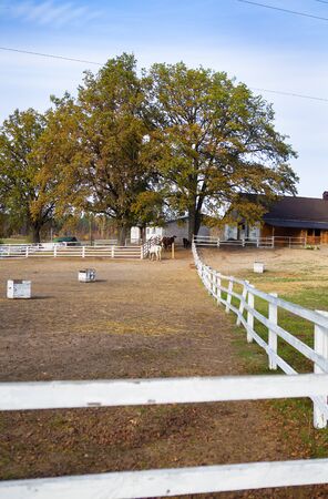 White and brown horses stand near the stay. White wooden fenceの写真素材