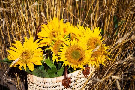 A bouquet of sunflowers lies in a straw bag on a large wheat fieldの写真素材