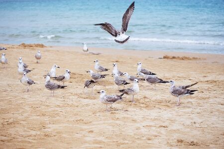 Gulls on the beautiful sandy beaches of Bulgaria Nessebarの写真素材