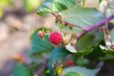 Ripe red raspberries hanging on a bush. Spring
