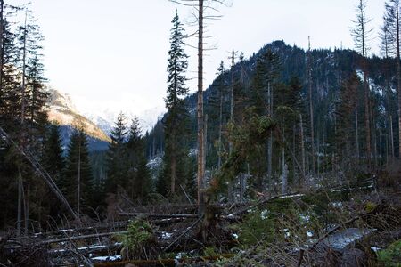 Beautiful path to the sea eye in Poland. The road to the forest. High Tatras