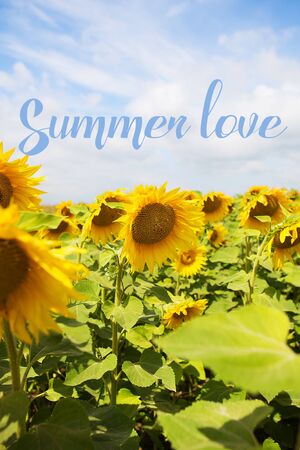 beautiful and large field of sunflowers, blue bright sky-inscription summer love.の写真素材