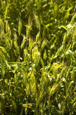 Young green wheat field on a sunny day, close-up.の写真素材