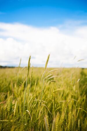 Young green wheat field on a sunny day.の写真素材