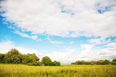 Young green wheat field on a sunny day.