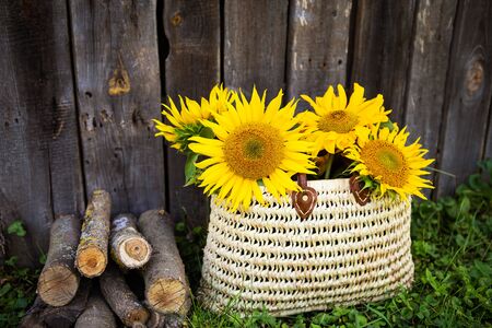 Logs, a bouquet of sunflowers in a straw bag are standing near a wooden old house.の写真素材
