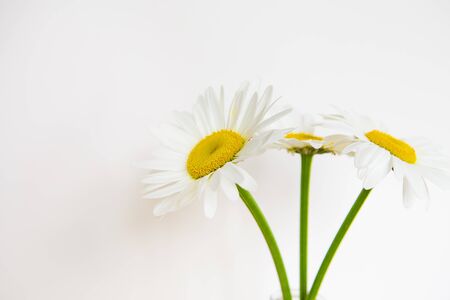 Daisies in vase on a old wooden table. Close-up.の写真素材