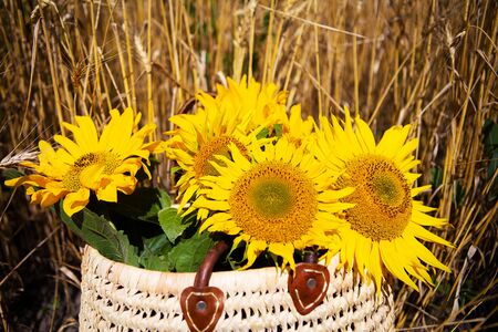 A bouquet of sunflowers lies in a straw bag on a large wheat fieldの写真素材
