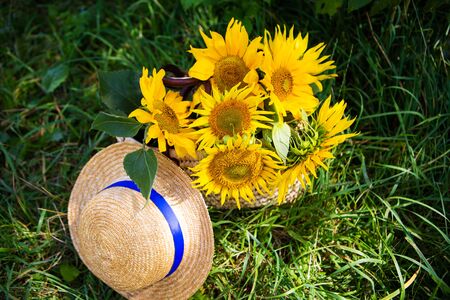 Hat, a bouquet of sunflowers lies in a straw bag on the green grass. Close-up.の写真素材