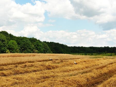 Beautiful summer landscape. Harvesting outdoors. Wheat field in the countryside. Storks walk around the field and collect the remains of wheatの写真素材