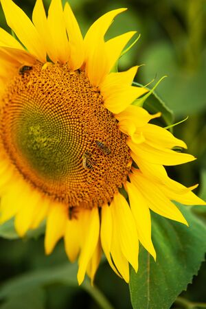 Close-up beautiful sunflower and bees on itの写真素材