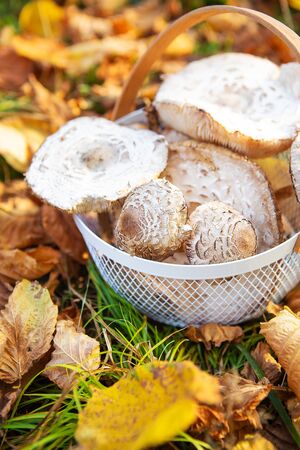 A basket with beautifully picked up edible mushrooms umbrellas stands on fallen yellow leaves. Close-up.の写真素材