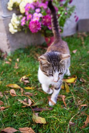 Cute cat walks on fallen orange leaves. Warm autumnの写真素材