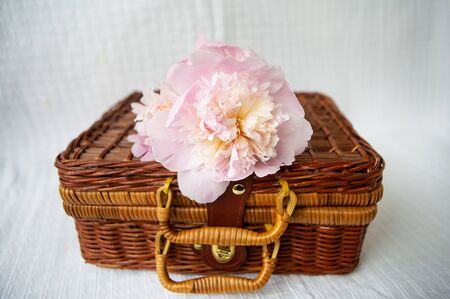 Beautiful pink peonies lie on a wooden suitcase. Beautiful composition. Close-up.の写真素材