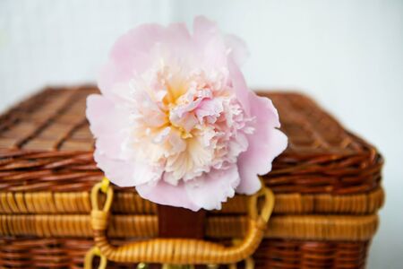 Beautiful pink peonies lie on a wooden suitcase. Beautiful composition. Close-up.の写真素材