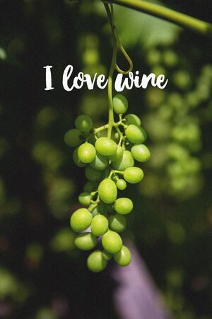 Grono of green grapes in the vineyard. The inscription I love wine.の写真素材