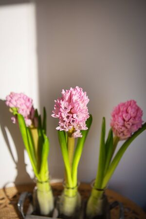 Beautiful spring pink hyacinth in a vase, beautiful sunlight from the window. Flowers in a vase in a wooden stand.の写真素材