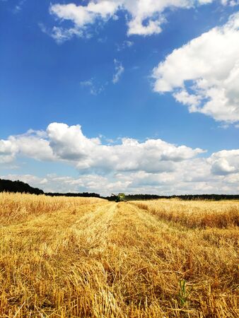 A modern combine working on a wheat field, harvesting, on agricultural land. Storks go and collect wheat scattered in the fields.の写真素材