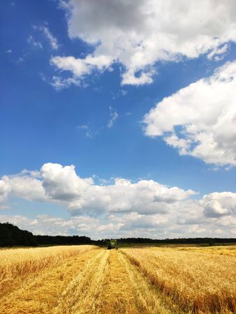 A modern combine working on a wheat field, harvesting, on agricultural land. Storks go and collect wheat scattered in the fieldsの写真素材