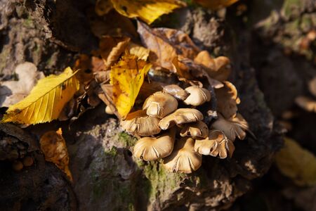 Mushrooms grow near a stump in the forest. Golden beautiful autumn.