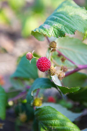 Ripe red raspberries hanging on a bushの写真素材