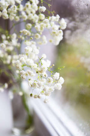 Beautiful white gypsophila flowers stand near the window, close-up, raindrops on the window. Reflections in the window.の写真素材