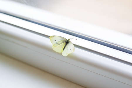 Bright beautiful day. Beautiful bright white butterfly spreading its wings sitting inside the house at the windowの写真素材