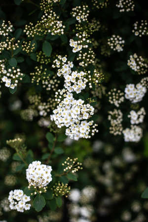 Beautiful bush with white flowers, closeup. Spring, warm spring floweringの写真素材
