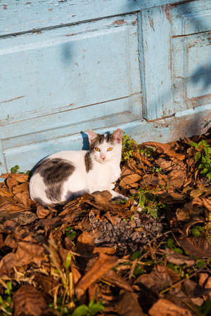 Cute cat lies on falling orange leaves. Sunny autumnの写真素材