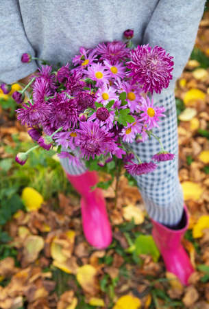 A young woman holds a beautiful blooming bouquet of fresh chrysanthemums. Close-upの写真素材