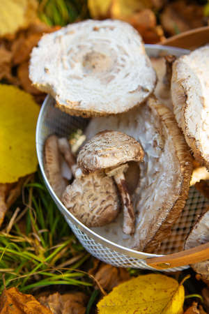 A basket with a wooden handle in which edible mushrooms lie umbrellas stands on fallen yellow leaves. Close-upの写真素材