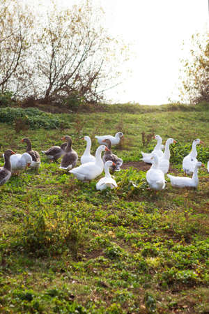White and gray geese flock near the water. Golden autumn. Close-upの写真素材