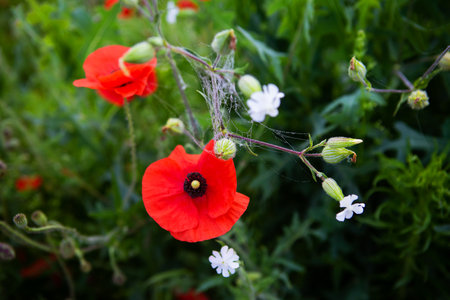 Sunny day, a lot of red poppies in a green field. Close-up, morning spider web on flowersの写真素材