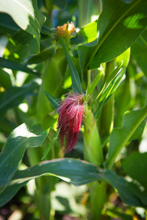 Growing corn, growing corn-stalk with pink hair. Farming, harvesting young corn